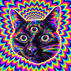 HYPNOCAT