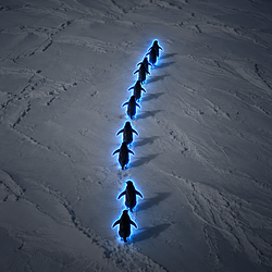 Penguins