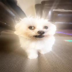 JABARKUS / SOL