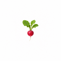 Radish