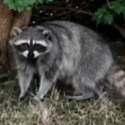 Harriet / SOL