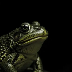 BullFrog / SOL