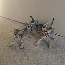 catbal