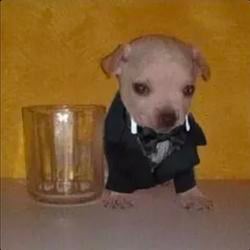 DOGI