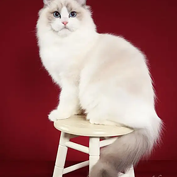 cat.paid