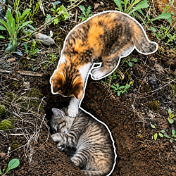 LastPaw