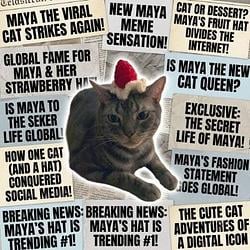 MAYA