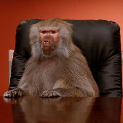 BABOON