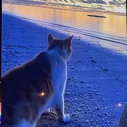 BeachCat