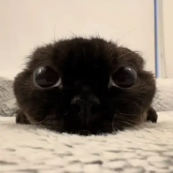 Chou