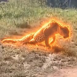 GIGA