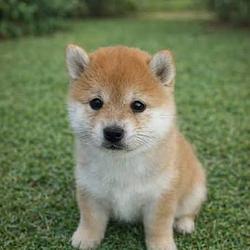 LILSHIBA