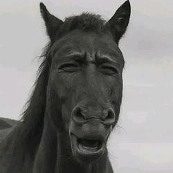 horse