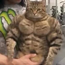GICACAT