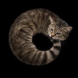 ourocat