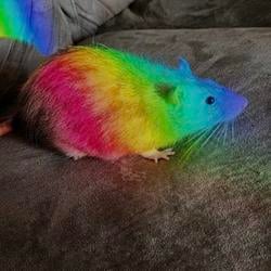 gay
