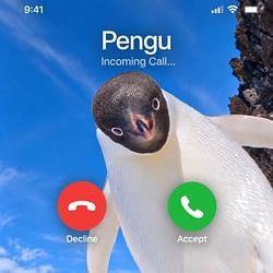 CALLPENGU / SOL