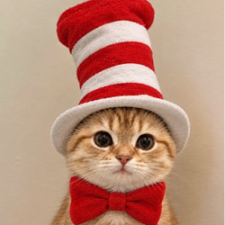 $HATCAT / SOL