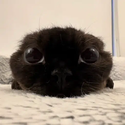 Chou