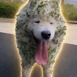 Kawaiiko-chan