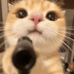 guncat