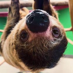 SSLOTH