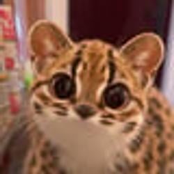 Tigerreep / SOL