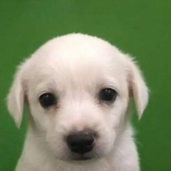 Mochi