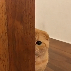 Privacy Cat (PCAT) logo