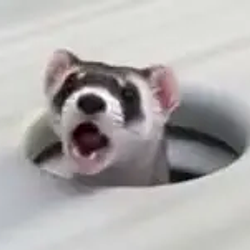 POPFERRET
