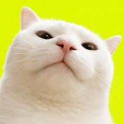 VIBECAT / BNB