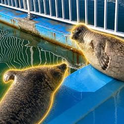 SEALFIGHT