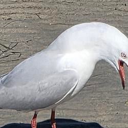 $GULL