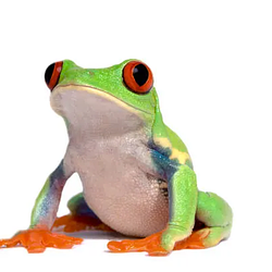 FROG / SOL