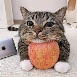 Apple logo