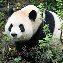 PingFu / SOL