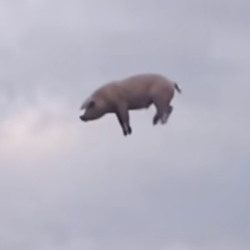 PIGS / SOL