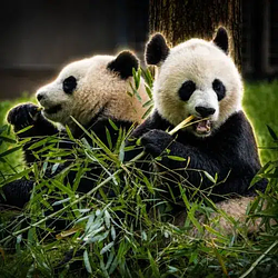 Li&amp;Qing