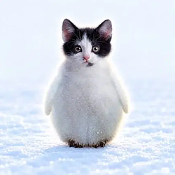 Purrguin