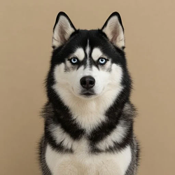 Snowball