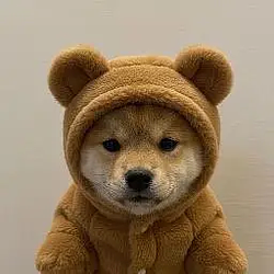 bear / SOL