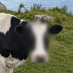 zCOW