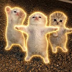 Gatitos / SOL