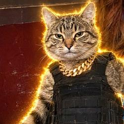 ARMORCAT