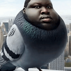 PIGEON