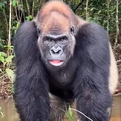 CONGO