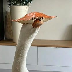 Crabeyes