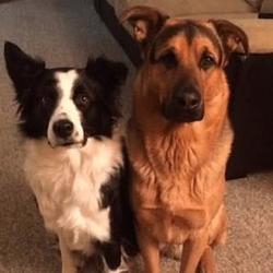 dogsofvine