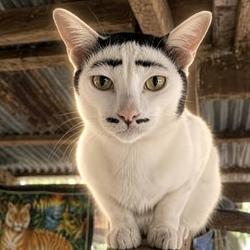 Whiskerstein
