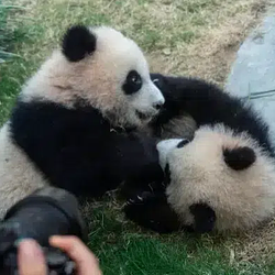 PING PING